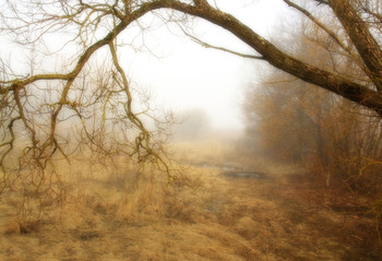 Baum im Nebel / ***