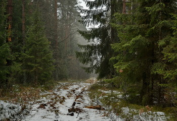 Wald / ***