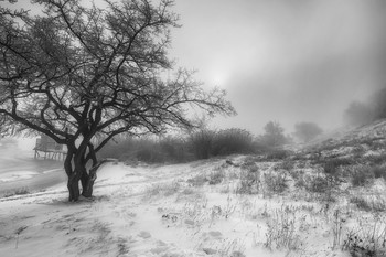 schwarze und weiße Winter / ***