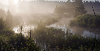 Sommer-Nebel / ***