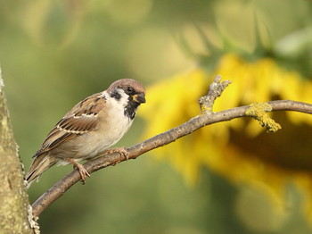 letzten Tag des Sommers / ***