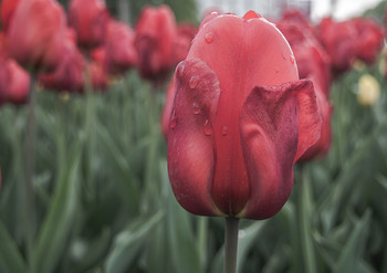 Nach dem Regen / ____________