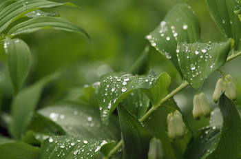 Nach dem Regen / ***