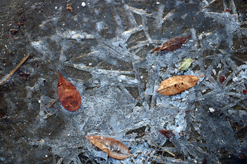 Die ersten Frost / ***