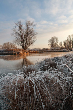 Frostigen Morgen. / ***