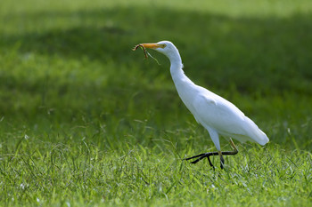 Cattle egret / ***