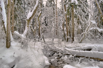 Winterwald / ***