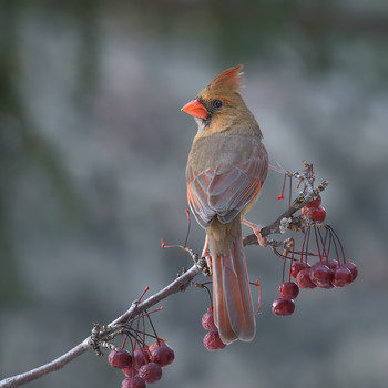 Northern cardinal (female) / ***
