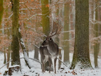Der erste Schnee / ***