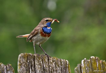 Blaukehlchen / ***