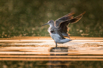 Wasserbehandlungen / ***