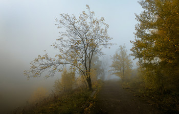 Baum. / ***