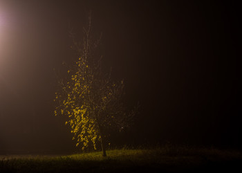 Baum im Nebel / ***