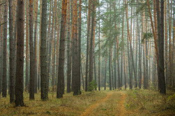 Russischen Wald / ***