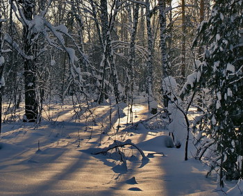 Winterwald. / ***