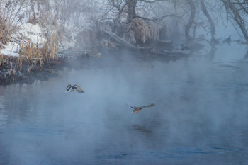 fliegenden Ente ... / °°°
