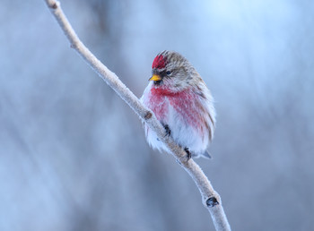 Common redpoll / ***