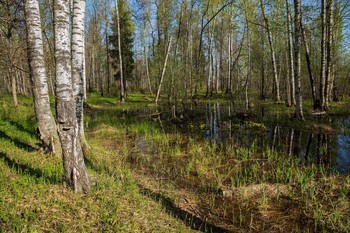 Spring Forest / ***