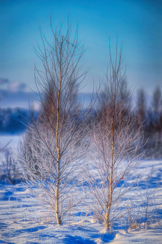 Winter / ***