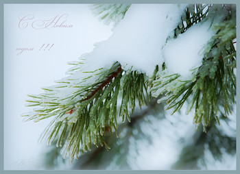 Frohes Neues Jahr! / ***