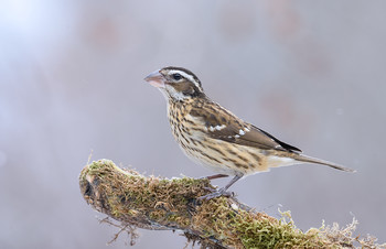 Rose-breasted Grosbeak (female) / ***