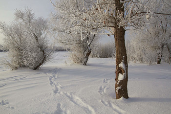 Frostigen Morgen. / ***