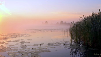 Sommermorgen. / ***