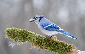 Toothed jay / ***