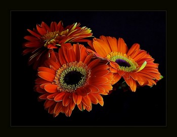 Gerbera / ***