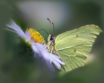 Limonnitsa / ***