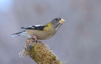 Evening grosbeak (female) / ***