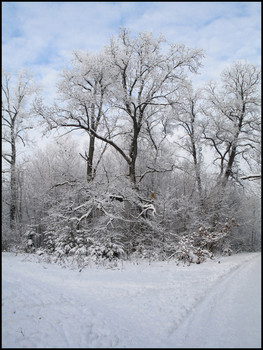 in den Winterwald / ***