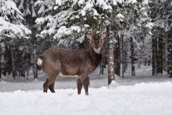 in den Winterwald / ***