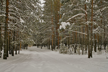 Winterwald / ***