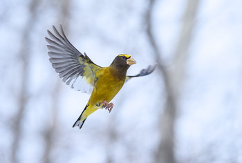 In flight ~ Evening grosbeak (Male) / ***