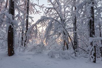 Winterwald / ***