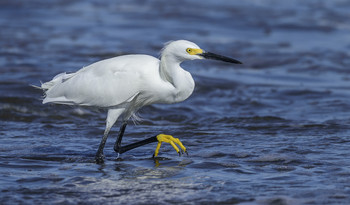 Snowy Egret / ***