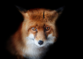 Fuchs / ***