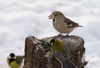 Grosbeak / ***