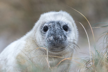 Kegelrobbenbaby / Dieses Foto hab ich Ende letzten Jahres auf Helgoland machen können