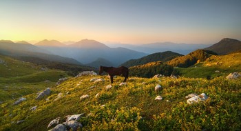 Landschaft mit Pferd / ***