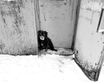 Schwarz und weiß / ***