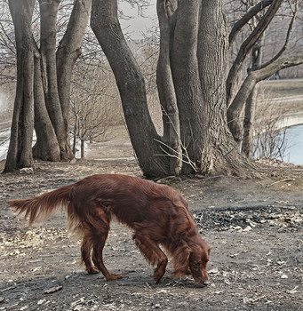 Über Hunde ... / ***