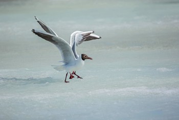 Miracle - Yudo / ***