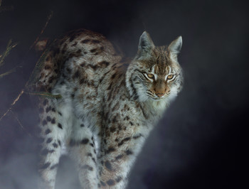 Luchs / ***