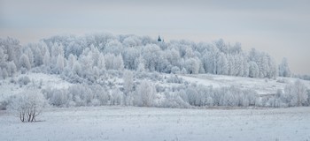 Silver forest. / ***