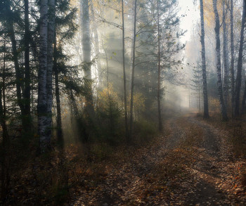 Herbstnebel / 2018