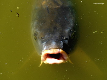 Fisch / ***