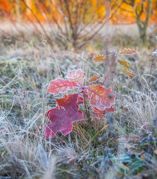 Herbst Morgendämmerung / ***