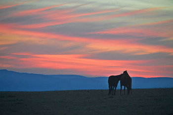 Morgendämmerung / ***